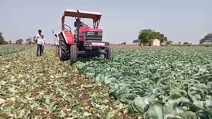 दाम नहीं मिले तो खेत में नष्ट कर दी फसल