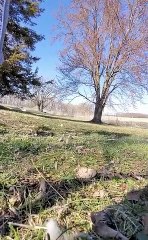 Chien voleur drôle - Funny thief dog