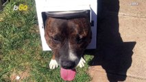 Meow, That Hurts! This Dog Got His Head Stuck in a Cat Flap