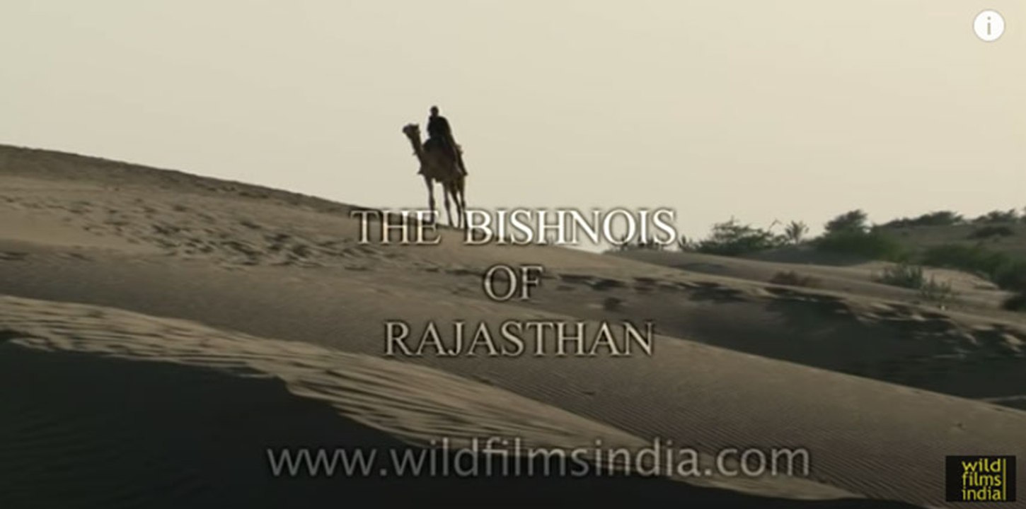 Bishnois of Rajasthan- The original conservationists