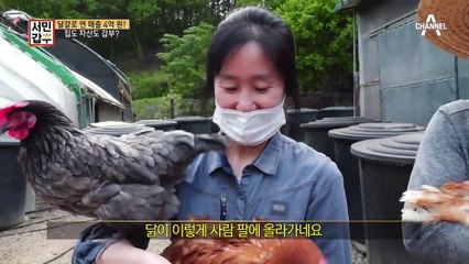 먼지 턴 닭이 들어가는 곳은 집...? 갑부의 애완닭 大공개~