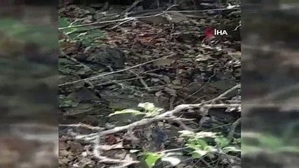 Ölümcül yılanlar o bölgede de görülmeye başlandı