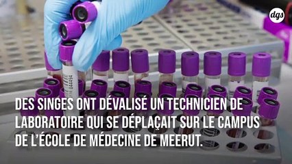 Covid-19 : des singes attaquent un soignant et lui volent des échantillons de tests sanguins en Inde
