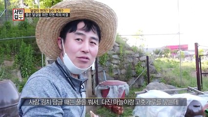 좋은 달걀을 위한 비법 사료! 닭들을 위한 '김치'가 있다...?