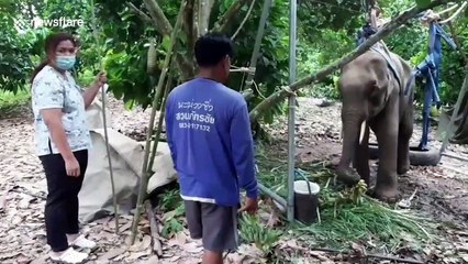 Heartbreaking moment elephant is treated and later dies after being shot by suspected hunter