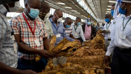 Zimbabwe tobacco: Biggest foreign currency earner hit by COVID-19