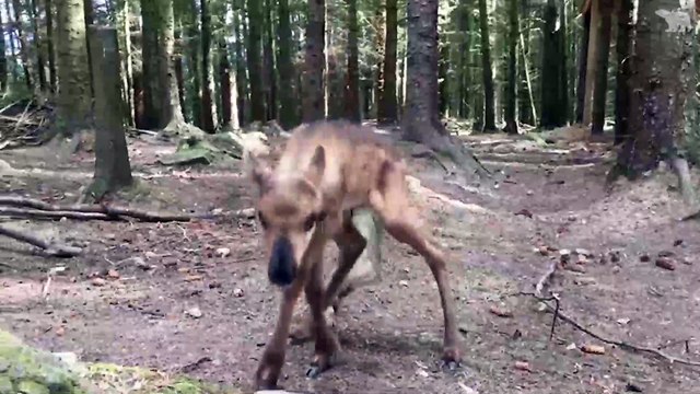 Baby Boom for the RZSS Highland Wildlife Park