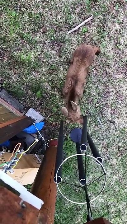 Little Moose Finds the Chimes
