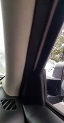 Tourists Get Dangerously Close to Bears Crossing Road