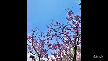 光明真言 Vairocana Buddha Mantra - 光明遍照 - 伊藤佳代