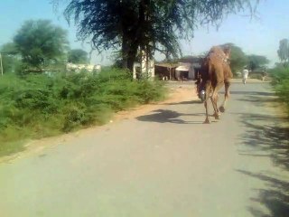 Camel race with bake Entertainment