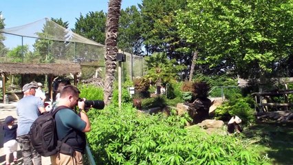 VIDEO. Le ZooParc de Beauval a rouvert ses portes