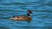 Duck Paddling On The Lake Surface