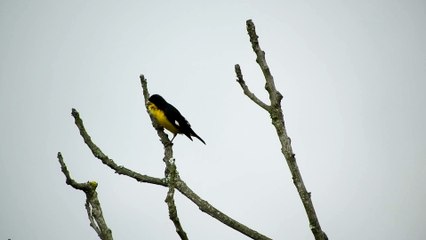 Yellow Bellied Siskin Bird Perched on A Leafless Stem