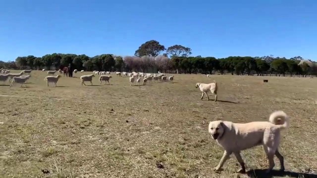 SivAS KANGALLARIN SURU GOREVi - ANATOLiAN SHEPHERD SiVAS KANGAL DOG and SHEEP