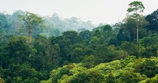 À cause des incendies et de la déforestation, les forêts tropicales disparaissent à un rythme alarmant