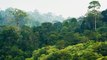 À cause des incendies et de la déforestation, les forêts tropicales disparaissent à un rythme alarmant
