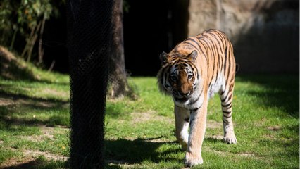 Carole Baskin Wins Joe Exotics Zoo