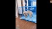 Funny Pets 2020 - Funny and Cute Animals Compilation 2020 #2- Cute Animal