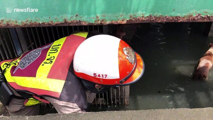 Thai policeman rescues stranded dog from dirty canal