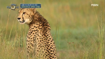 알아두면 쓸 데 없는 치타&표범&재규어 구별하는 꿀팁♥