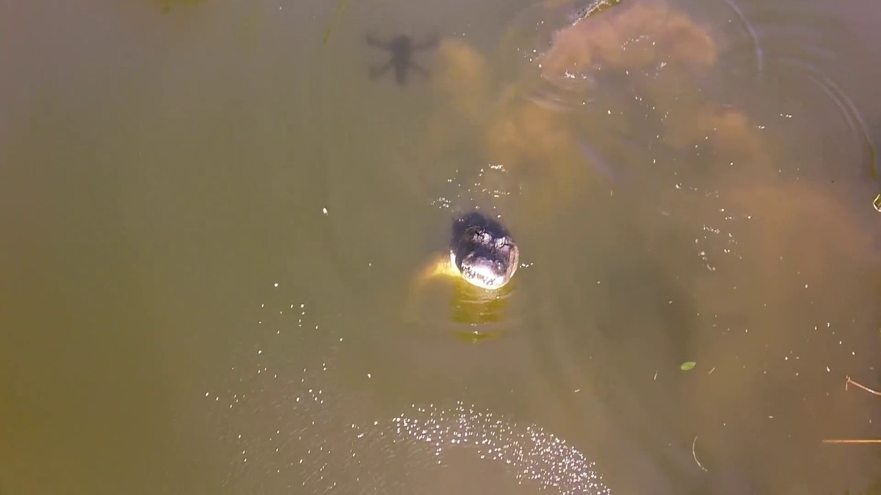 Oui, les crocodiles détestent les drones