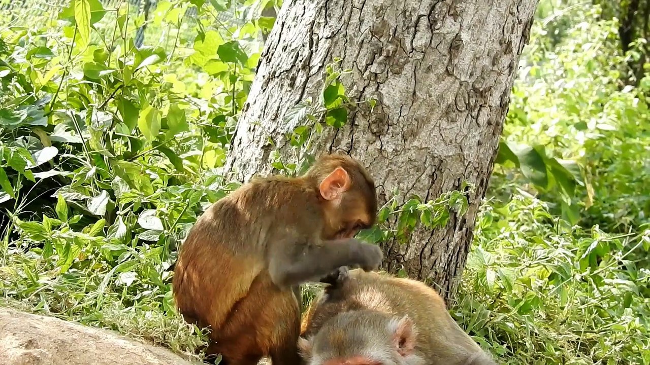 Los monos Barbary Macaque