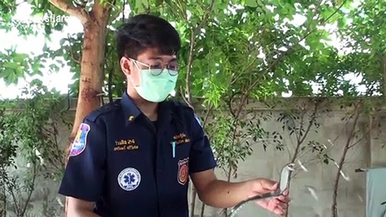 Rescue team called to catch cobra but it turns out to be a rubber toy