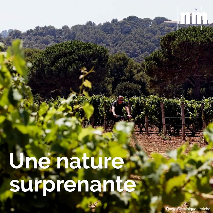 Cette vidéo d'une minute va vous donner envie de (re)découvrir l'île de Porquerolles