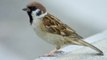 Good News: KBC winner Sushil Kumar on a spree to save sparrows