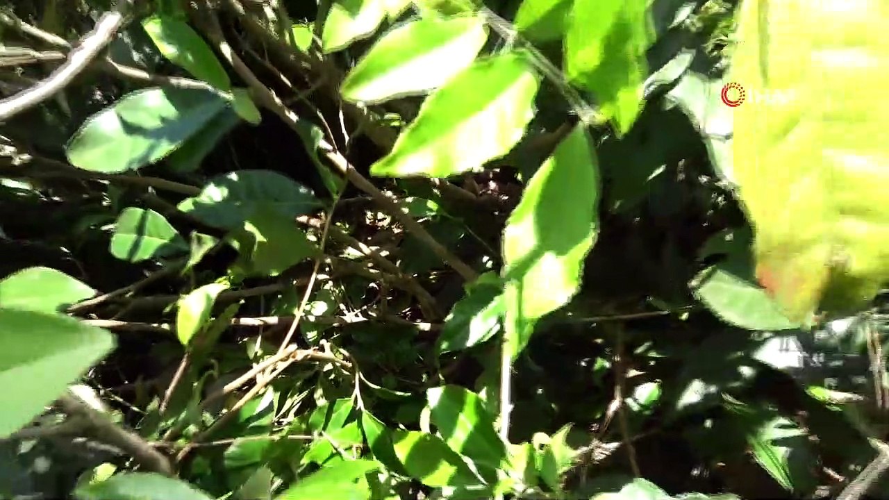 Yılan Isırması Sonucu Hayatını Kaybeden Öğretmenin Ölümünün Ardından Şok İddia