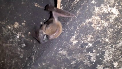 This is the animal who made us locked ॥ Bat ॥