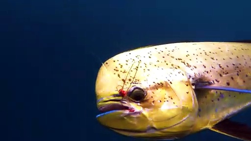 MAHI fishing in MEXICO !