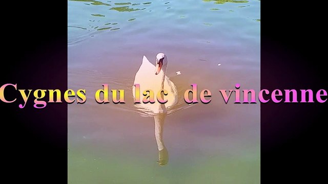 cygnes etson bébé au lac de vincennes