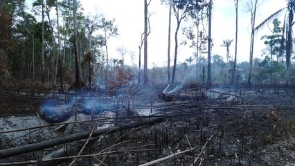 Brasil concentró en 2019 la mayor pérdida de bosques inexplotados, según informe
