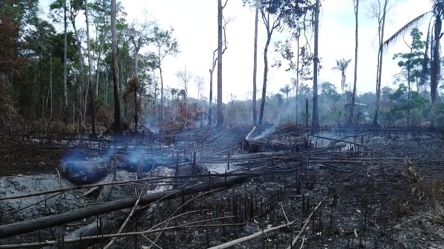 Brasil concentró en 2019 la mayor pérdida de bosques inexplotados, según informe