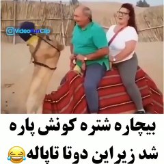 What are these men and women doing with this camel?