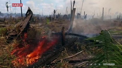 Dünyadaki türler hızla yok oluyor