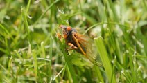 Cicadas emerge after 17 years underground