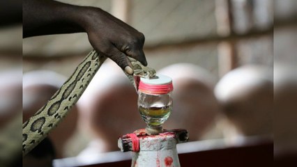 COMO ACTUA el VENENO DE SERPIENTE en el CUERPO HUMANO