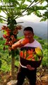 GRANJAS DE FRUTAS DE CHINA --  Fruit farms in China