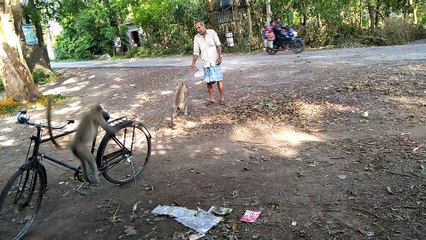 Top New Funny Video 2020/Comedy Videos 2020/Best funny video/Monkey video.