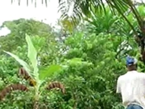 Déracinement palmiers