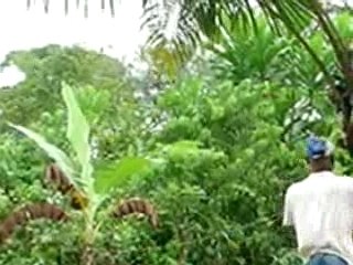 Déracinement palmiers