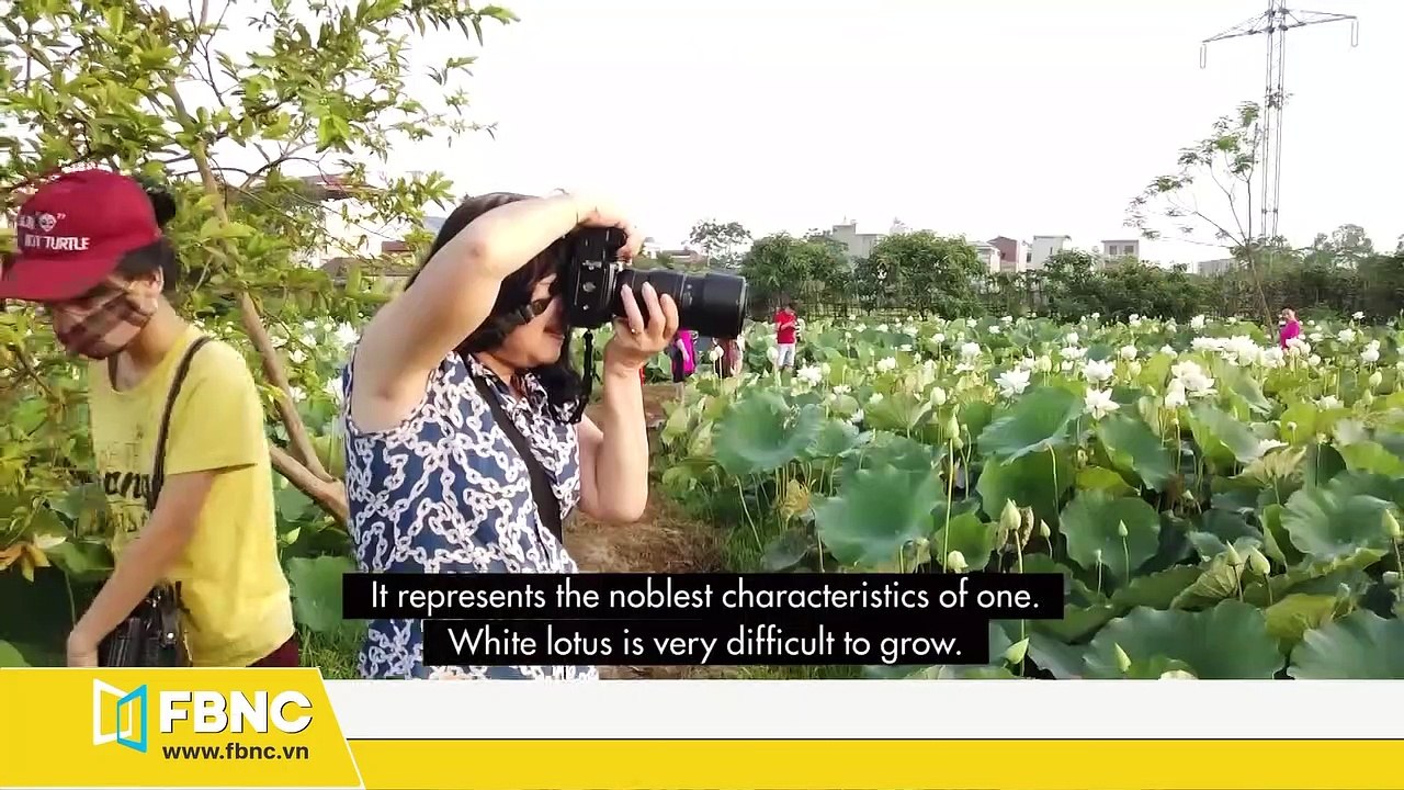 Ha Noi lotus season - not pink but white
