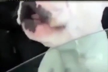 Ecoutez la voix de ce chien qui chante !