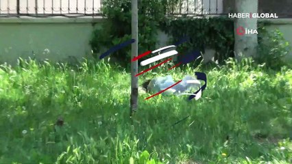 Martıların kavgasını karga ayırdı