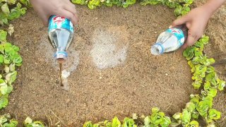 Amazing Fish Experiment - Fish Come Out From Under Mud - Use Coca-cola And Eating Salt .