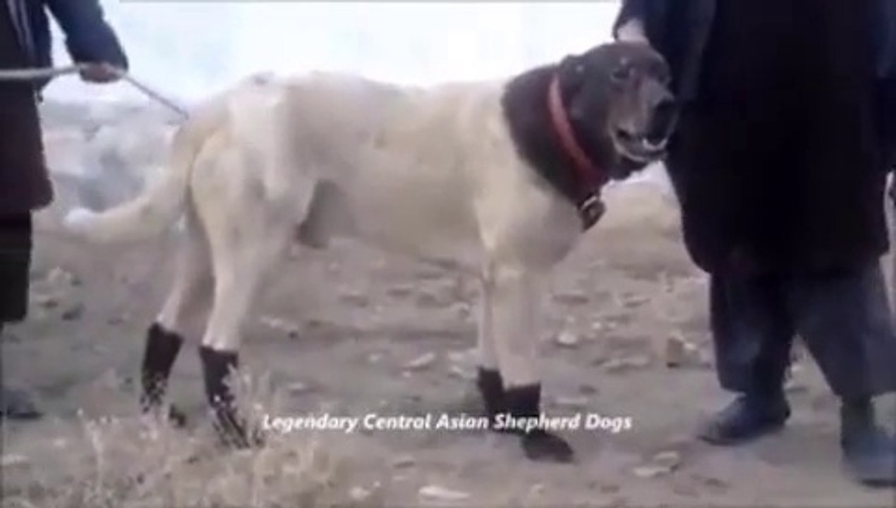 AFGANLILARIN EFSANEVi COBAN KOPEGi - AFGHANiSTAN LEGANDARY SHEPHERD DOG