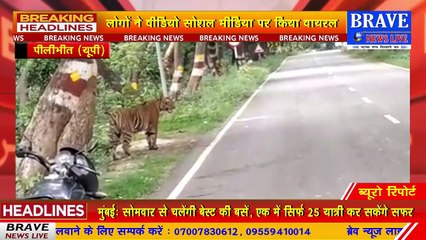पीलीभीत के माधोटांडा रोड पर माला जंगल से निकला टाइगर, वीडियो वायरल | BRAVE NEWS LIVE